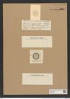 Coscinodiscus megacoccus Castrac. (de-Toni-Nr.: Genus 202, Species 4863) Zeichnungen Sammlung Grunow Nr. 8614 (NHMW-BOT-W0377998)